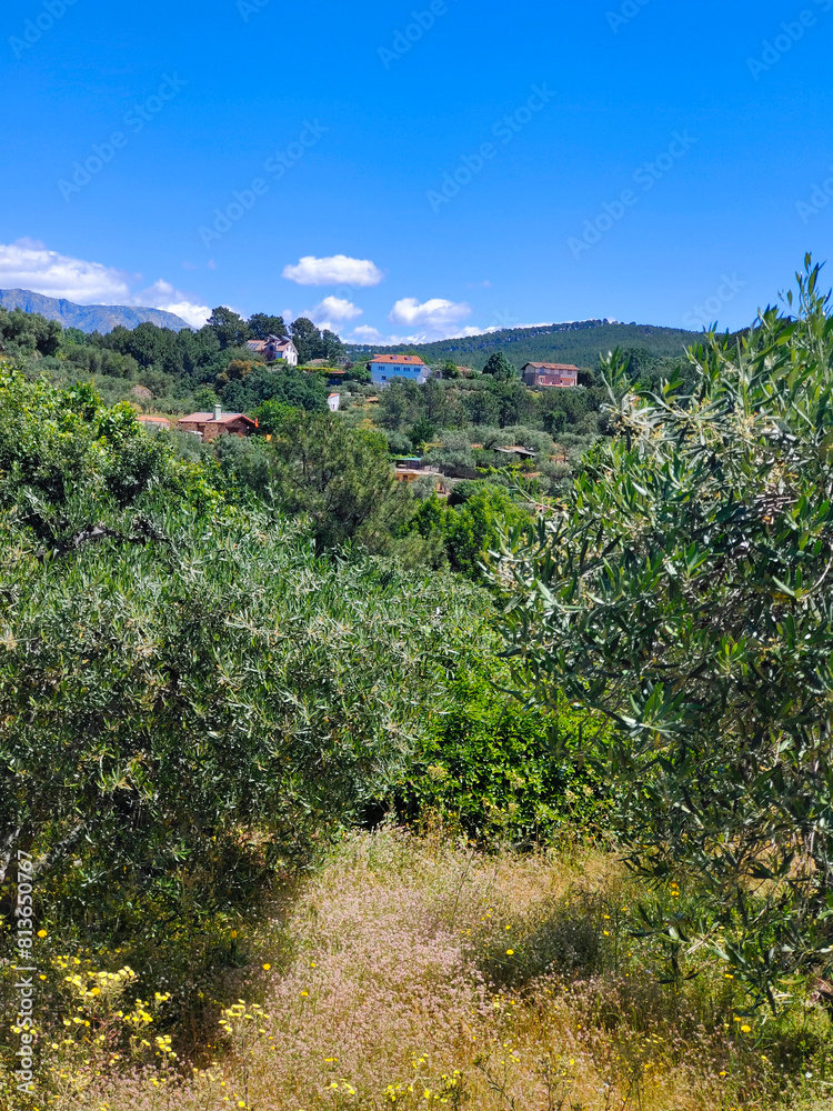 Olive trees Olive trees