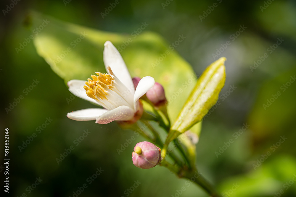 Fototapeta premium レモンの花