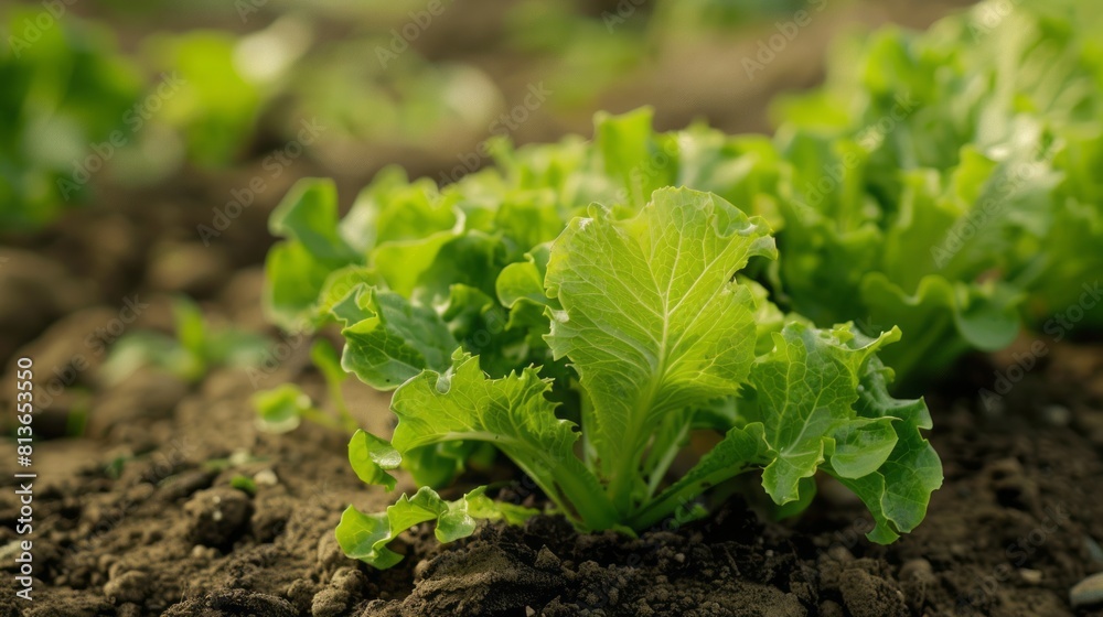 Fresh green lettuce in the ground, healthy and flavorful harvest