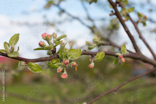 A spring flowering branch of an apple tree with white flowers. Background with a branch of a flowering tree