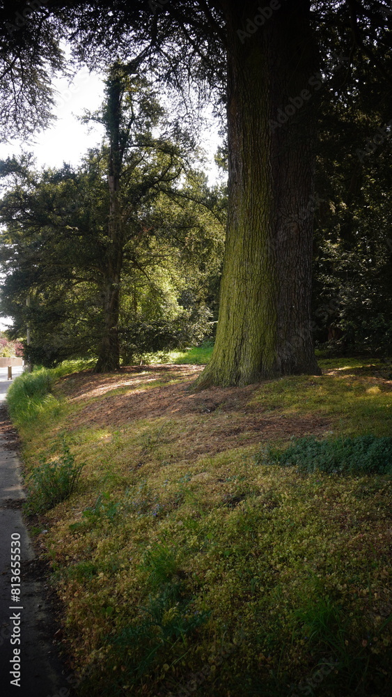 Fototapeta premium Woodland and road photography