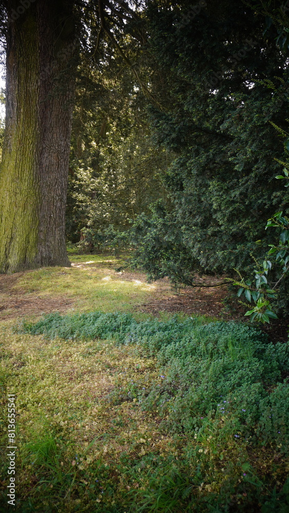 Obraz premium Woodland and road photography