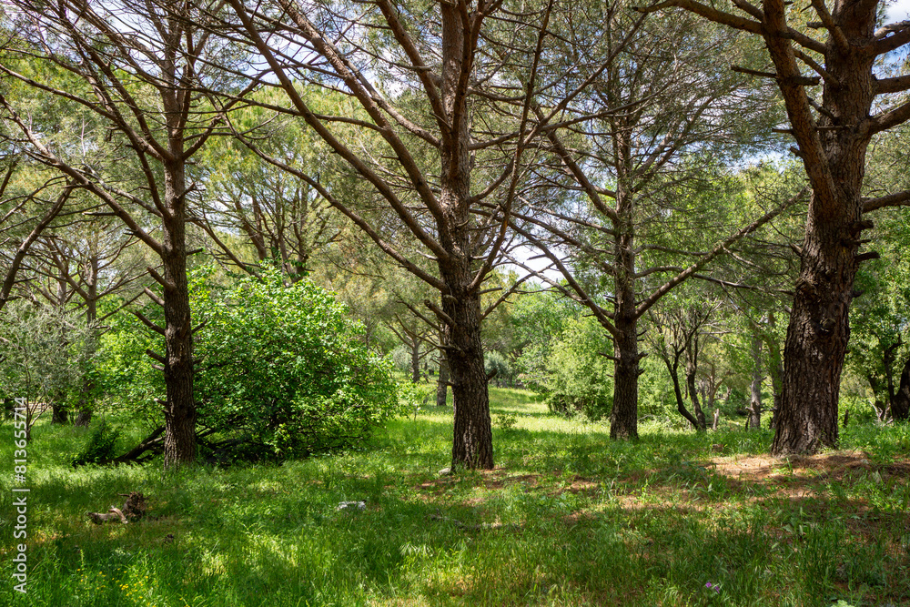 Ida Mountain National Park in Bergama, Izmir - Turkey. Deep Forest Area.