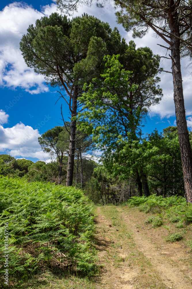 Obraz premium Ida Mountain National Park in Bergama, Izmir - Turkey. Deep Forest Area.
