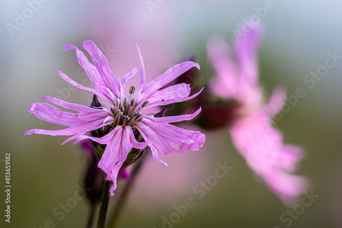 Makro der Blüte der Kuckucks-Lichtnelke (Silene flos-cuculi)