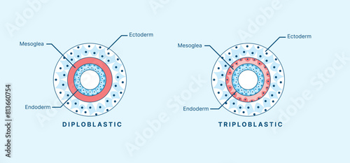 Diploblastic vs Triploblastic – Germ Layer Differences in Animal Development