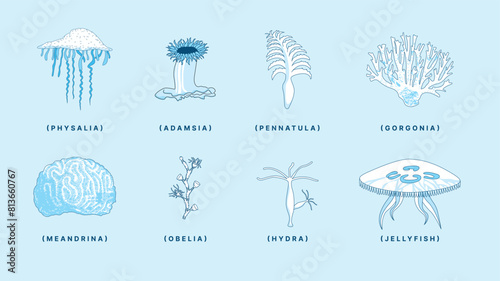 Labeled Illustration of Aquatic and Marine Invertebrates – Cnidarian Examples Vector

