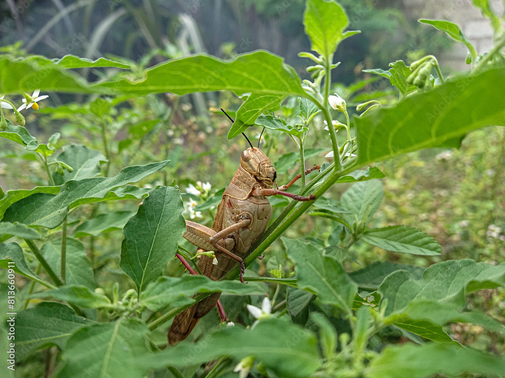 a grasshopper landed on the grass and tried to reach the flower a grasshopper landed on the grass and tried to reach the flower