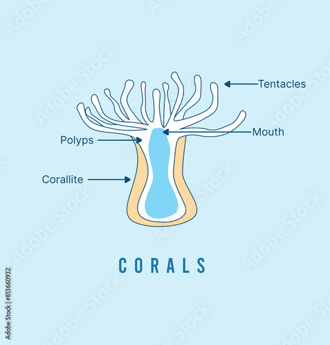 Labeled Coral Polyp Diagram – Tentacles, Mouth, and Coralite Structure