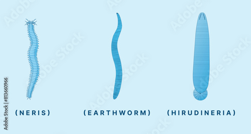 Annelida Worm Diagram – Nereis, Earthworm, and Hirudinaria Educational Illustration