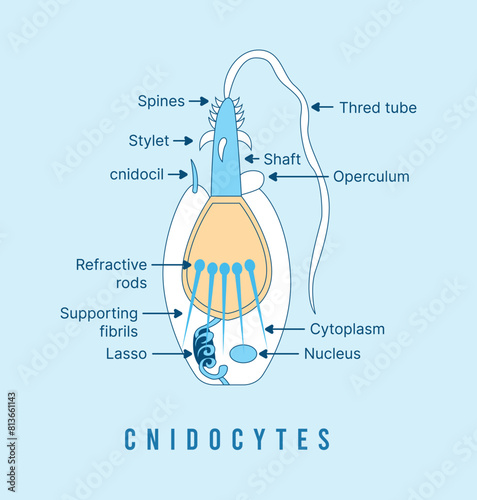 Cnidocyte Structure – Labeled Vector Diagram of a Cnidarian Stinging Cell