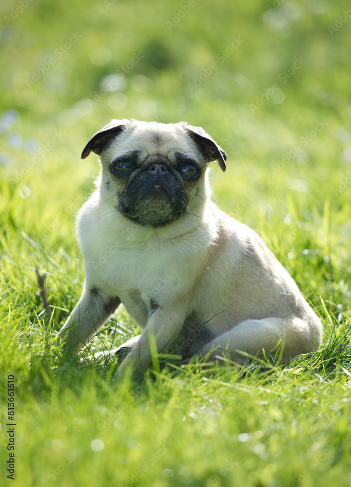 Portrait pug dog green lawn summer Portrait pug dog green lawn summer