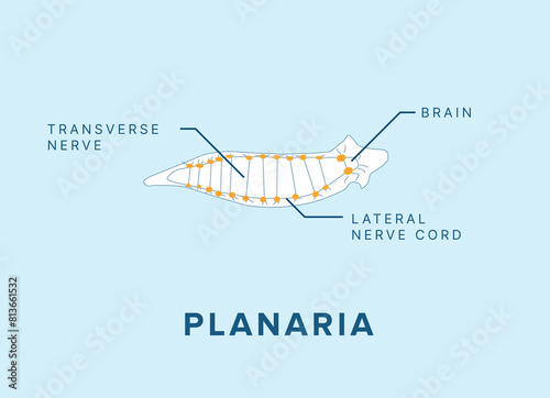 Planaria Nervous System Diagram – Flatworm Anatomy Vector Illustration
