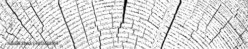Wood overlay textured. Cross section tree rings cut slice. Black grainy texture on white background. Wide horizontal long banner. Grunge design elements. Vector illustration. EPS 10.