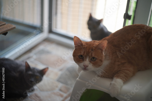 Cat pet portrait at home on a terrace
