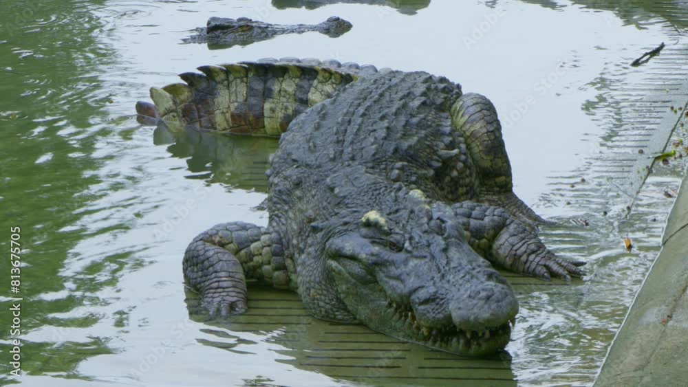 alligator in the swamp