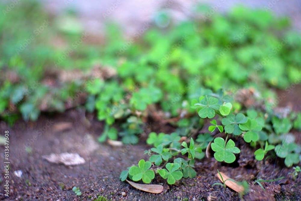 clover clover