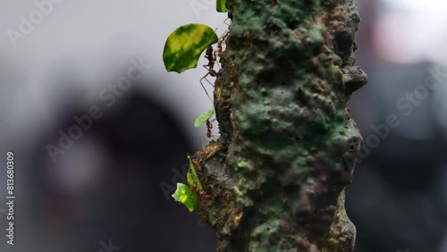 Leafcutter Ant with Leaf, Row Busy Small Insect Animals in Green Forest Victoria Butterfly Gardens photo