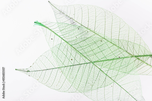 green leaf background