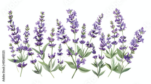 Lavender French flowers. Lavanda aromatic floral plan