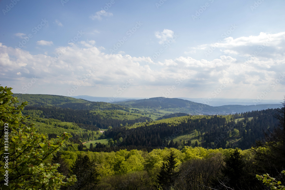 Fototapeta premium Forest panoramic landscape with a view in the distance