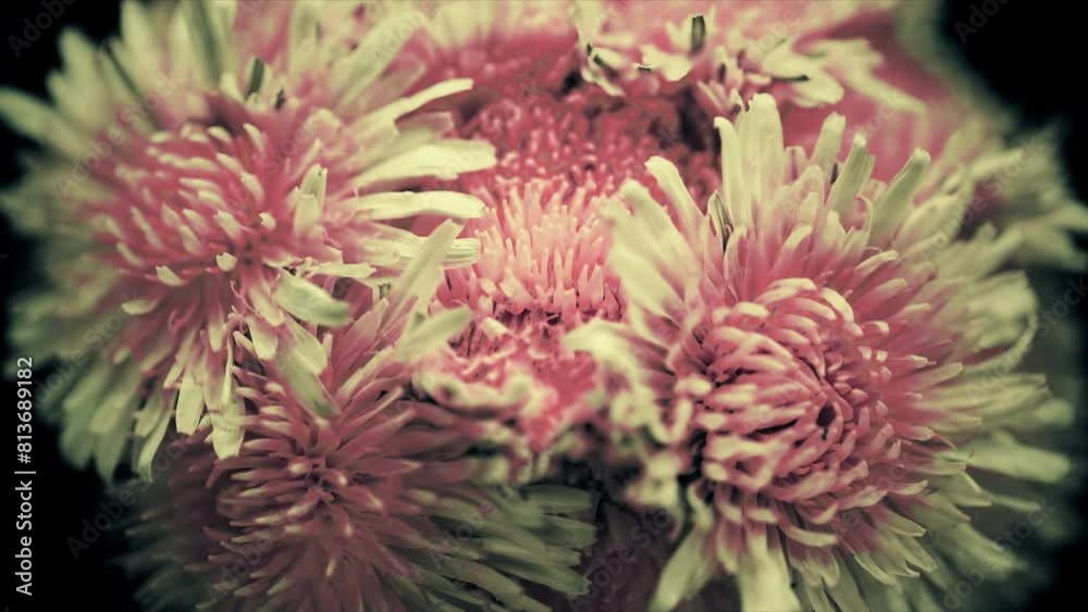 spring pink flowers blooming opening its blossom extreme close up time lapse spring pink flowers blooming opening its blossom extreme close up time lapse