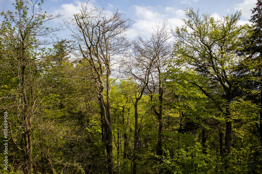 Spring tree landscape in mountain park Spring tree landscape in mountain park