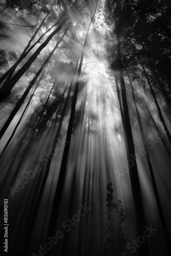 Dappled patterns of sunlight filtering through the canopy of a forest  with the interplay of light and shadow creating a mesmerizing minimalist composition