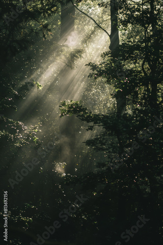 Dappled patterns of sunlight filtering through the canopy of a forest  with the interplay of light and shadow creating a mesmerizing minimalist composition