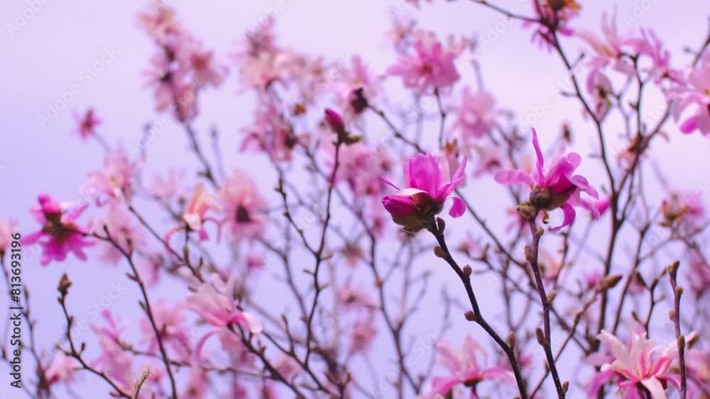 Blooming magnolia in spring. Beautiful buds of pink flowers close up. Blooming magnolia in spring. Beautiful buds of pink flowers close up.