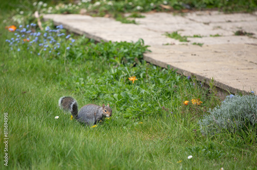 Squirrel eating nuts in the garden