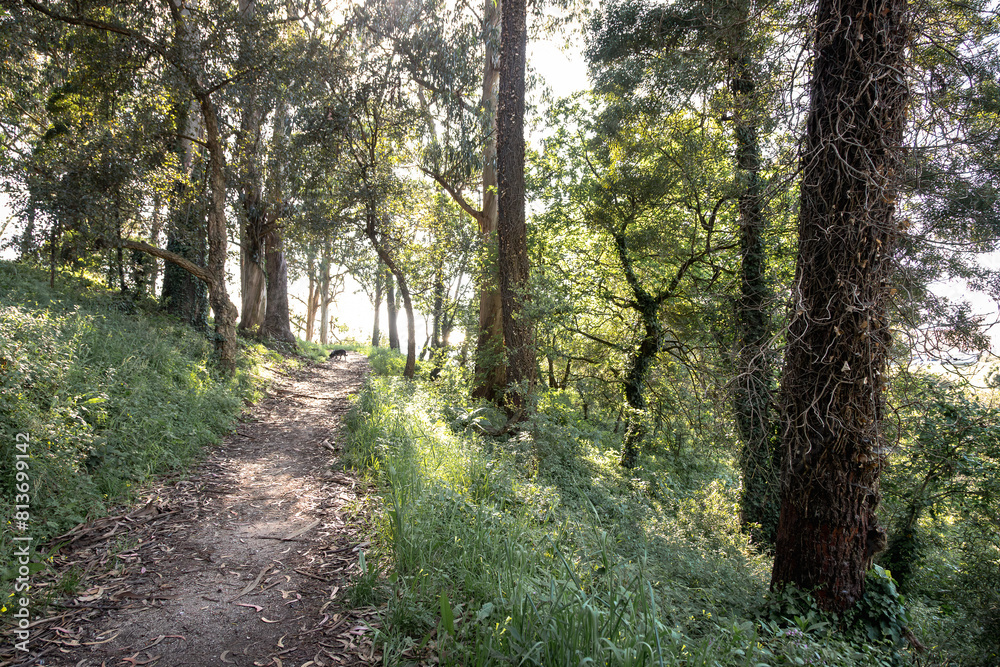 Obraz premium Green natural landscape with large trees, mostly eucalyptus, within the city of Matosinhos, Portugal in broad daylight. Natural refuge in urban areas.