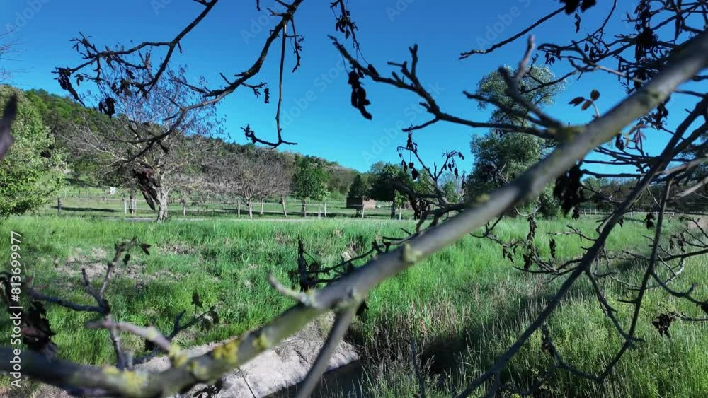 Frozen walnut leaves after spring frosts. The concept of severe weather and its impact on deciduous trees