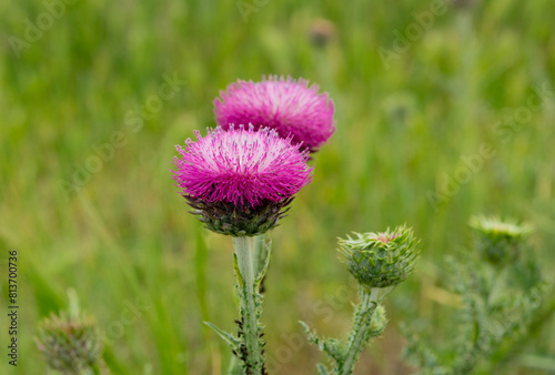 Rhaponticum Carthamoides, flower, thistle, nature, purple, plant, pink, summer, bloom, flora, macro, spring, meadow, field, blossom, flowers, wild, scottish, grass, weed, garden, wildflower, closeup,  photo