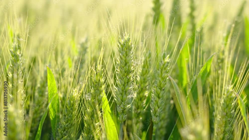 close up of fresh ears of young green wheat in field. Agriculture scene. close up of fresh ears of young green wheat in field. Agriculture scene.