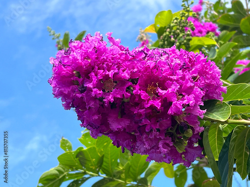 close - up shot of beautiful blossoming Lagerstroemia speciosa flowers photo