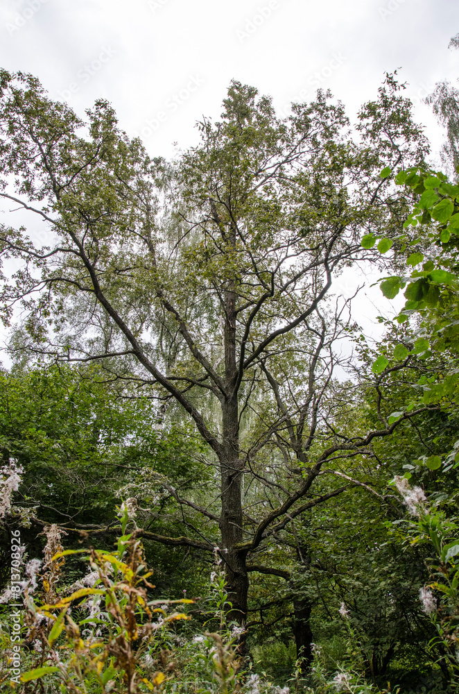 Old big tree in the forest. Green foliage of the forest. Old big tree in the forest. Green foliage of the forest.