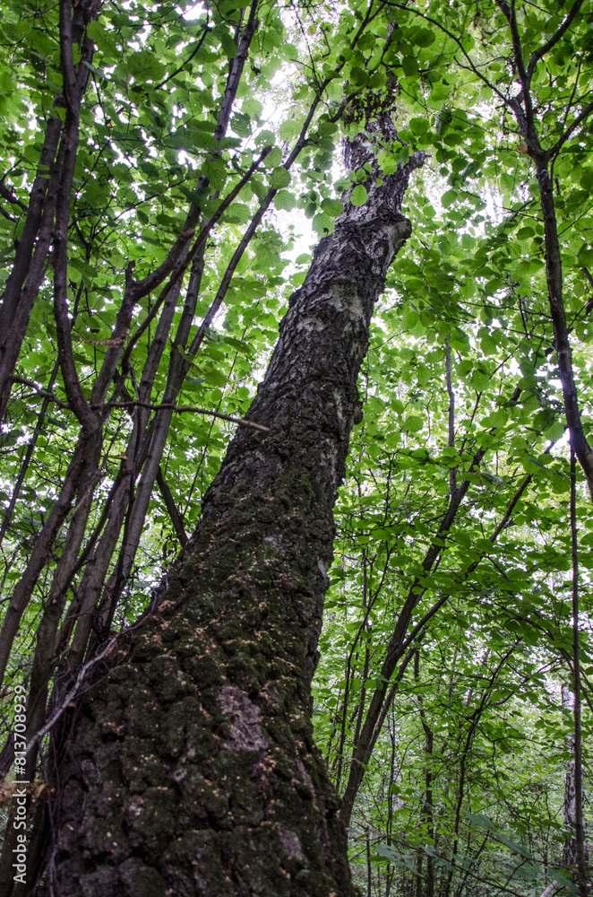 Obraz premium tree in the forest with green leaves and branches in summer. russia
