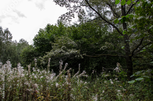 Trees and grass in the forest. Summer landscape in the forest. © SafronovIV