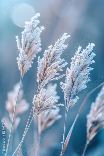 Closeup view of the patterns of frost on blades of grass  with their icy crystals and intricate textures creating a mesmerizing composition