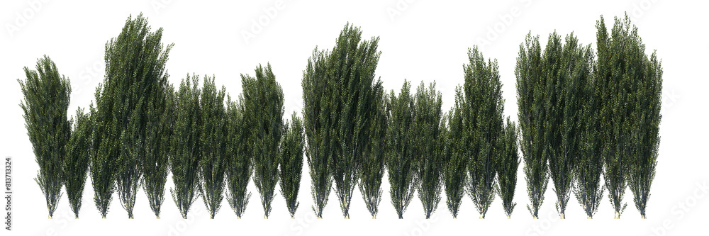 Fototapeta premium Various types of tree grass bushes shrub and small plants isolated