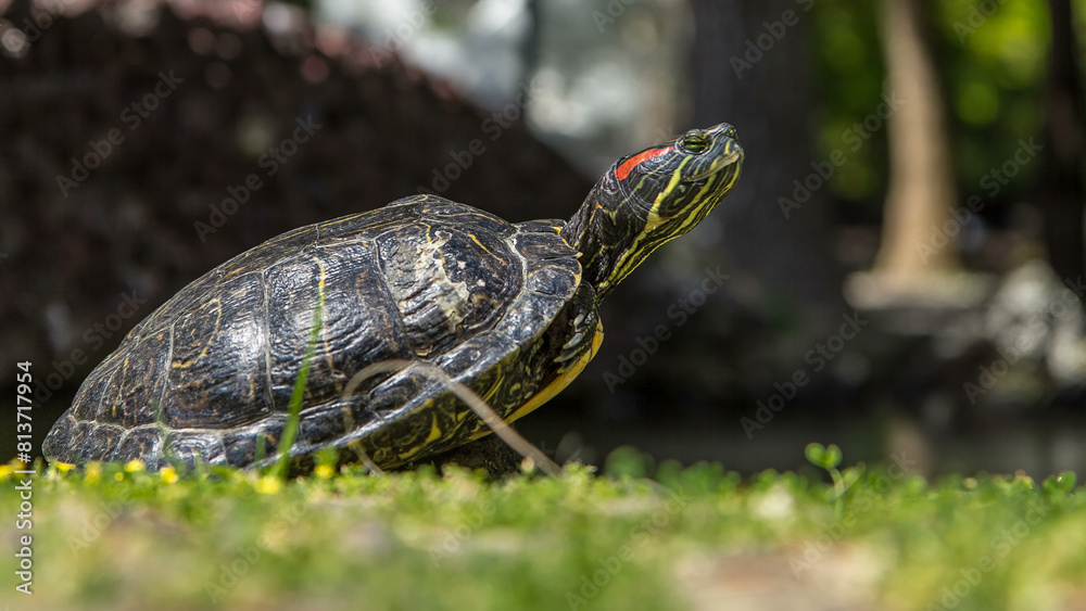 Turtle on the grass near lake timelapse