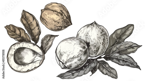 Colored and monochrome drawings of macadamia in shell