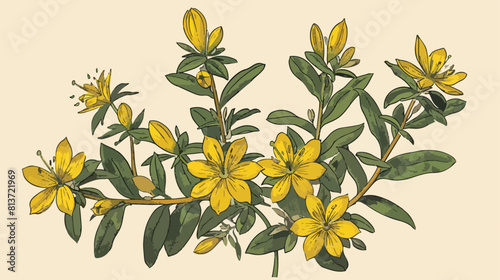Colorful botanical drawing of St Johns wort in bloom. photo