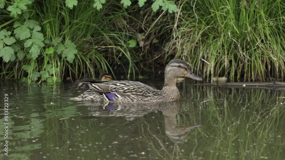 Close up of female mallard duck Anas platyrhynchos swimming on canal, three ducklings following