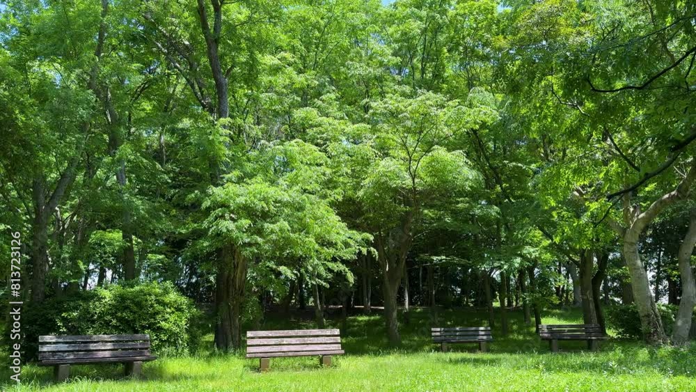 bench and beautiful green trees in the park bench and beautiful green trees in the park