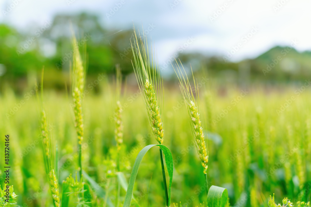 Green Wheat Field Under Bright Sky Green Wheat Field Under Bright Sky