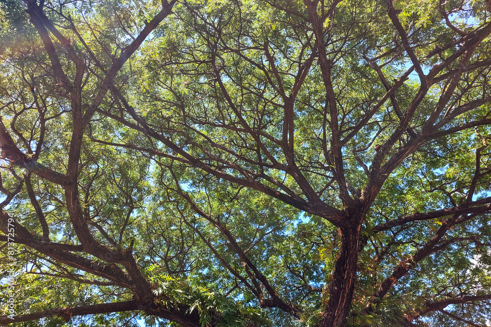 Tree branches with green leaves are very neat during the day Tree branches with green leaves are very neat during the day