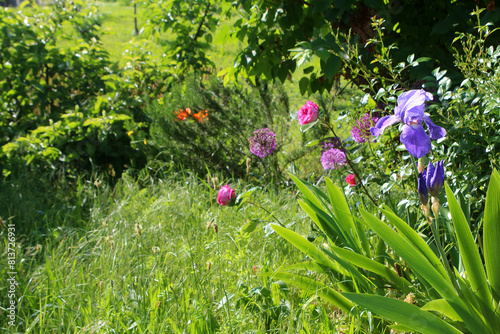 Unmown lawn of a townhouse garden forming a wild herb meadow with flowerbed aside in spring, Baden, Germany