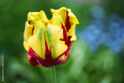 Vibrant Yellow and Red Tulip